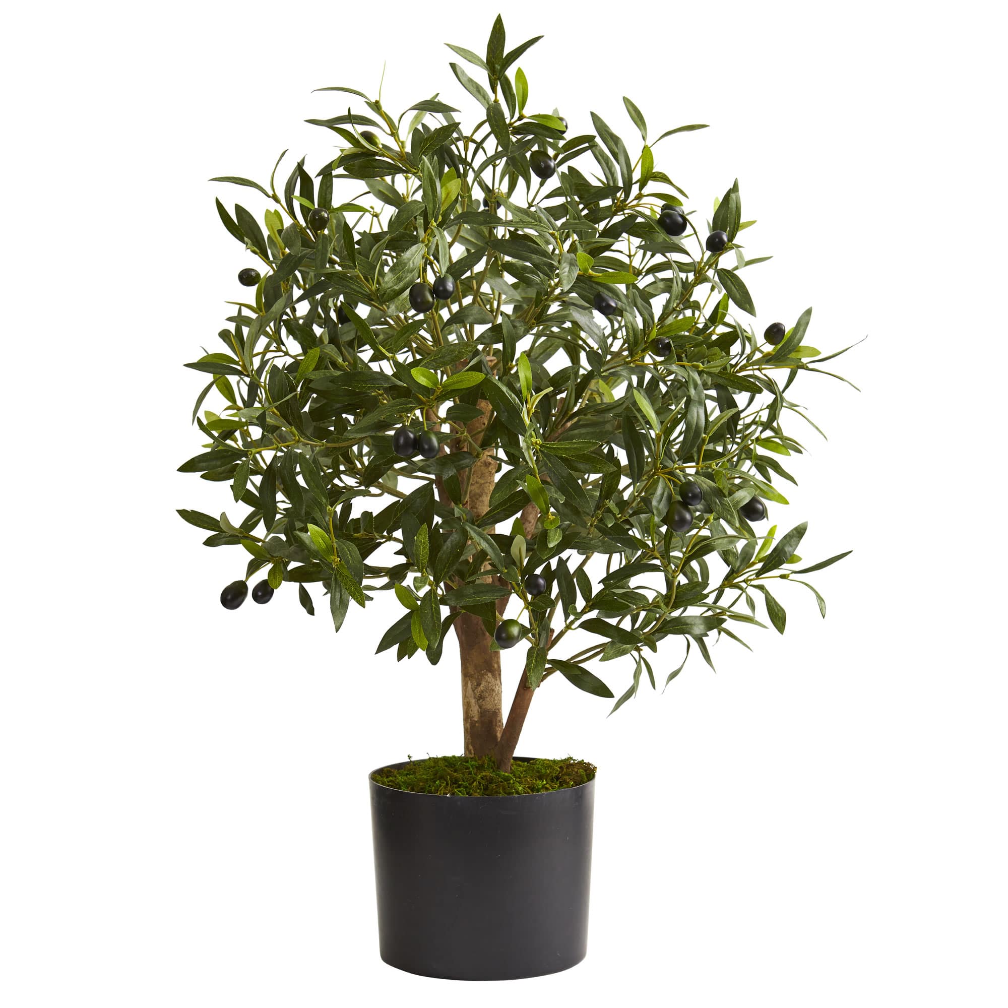 2.5ft Olive Tree in Black Planter
